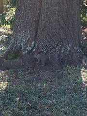 Sciurus carolinensis