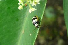 Monolepta cavipennis