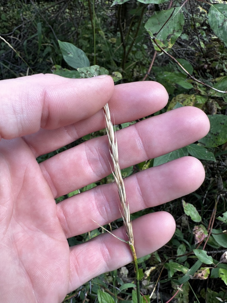 blue wild rye from Gardner Park, Bozeman, MT, US on September 3, 2023 ...