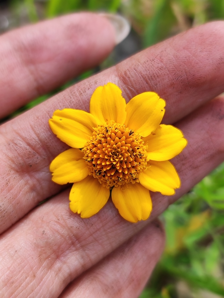 Heliopsis annua