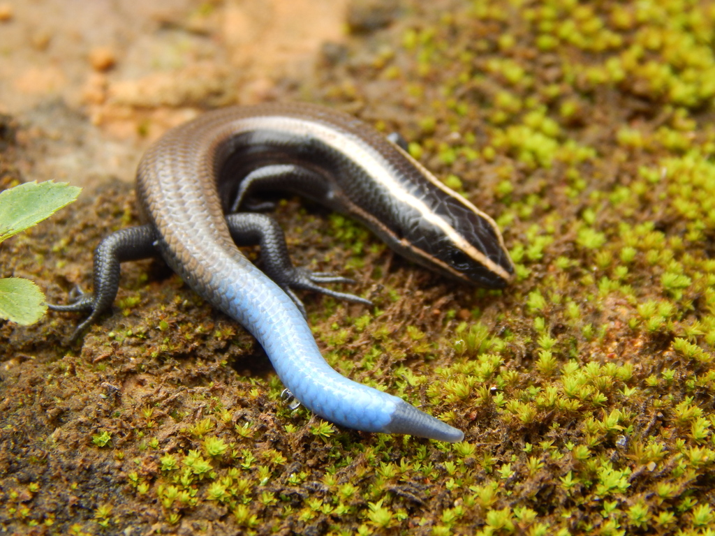Nieto's Shortnose Skink