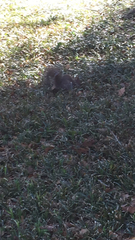 Sciurus carolinensis