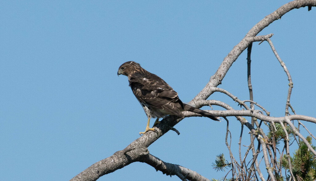 Cooper's Hawk from Delta, BC, Canada on September 1, 2023 at 02:36 PM ...