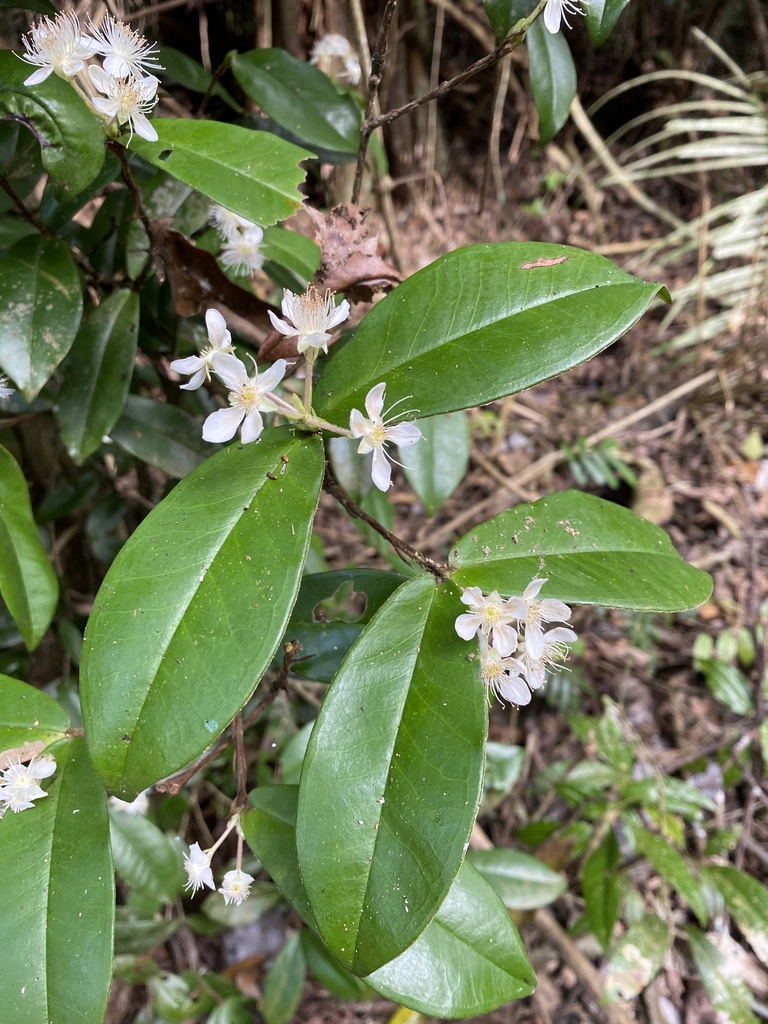 Eugenia cataphyllea