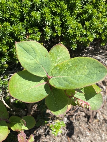 Eubotryoides grayana iNat (2)