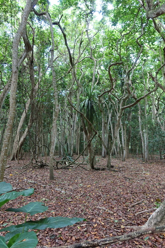 Pandanus tectorius observed 2023-07-12