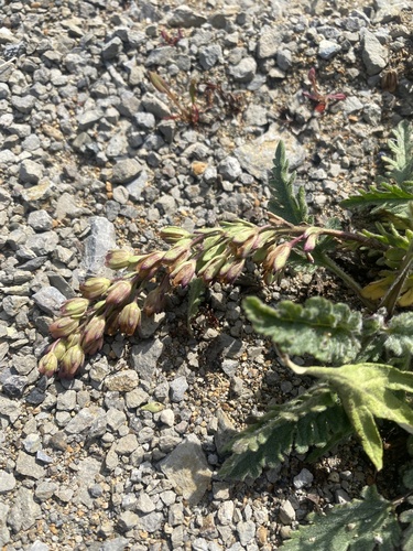 Veronica schmidtiana, photograph 3