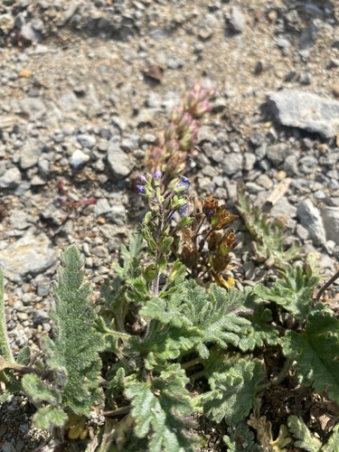 Veronica schmidtiana iNat (3)