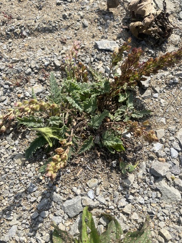 Veronica schmidtiana, photograph 4