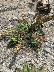 Veronica schmidtiana, photograph (c) Илья Руденко, some rights reserved (CC BY)