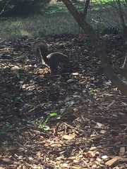 Sciurus carolinensis