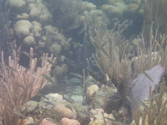 Halichoeres socialis