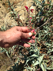 Penstemon centranthifolius