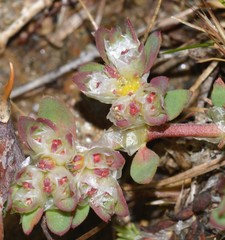 Paronychia polygonifolia