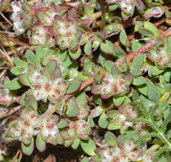 Paronychia polygonifolia
