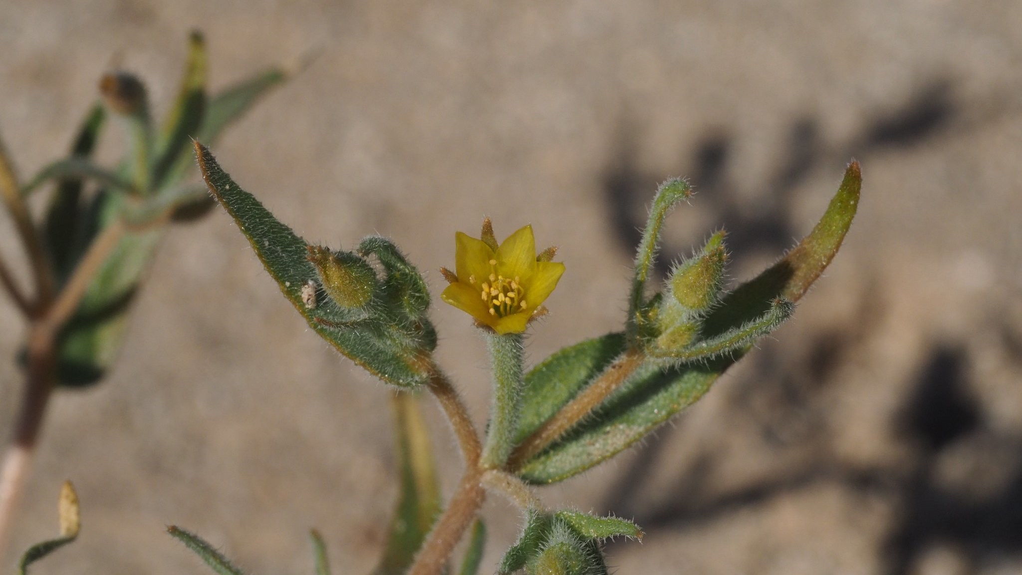 Mentzelia desertorum