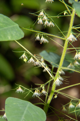 Euphorbia dioscoreoides