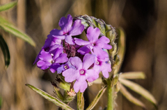 Glandularia gooddingii