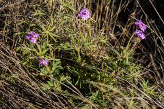 Glandularia gooddingii