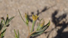 Mentzelia desertorum