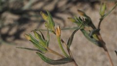 Mentzelia desertorum