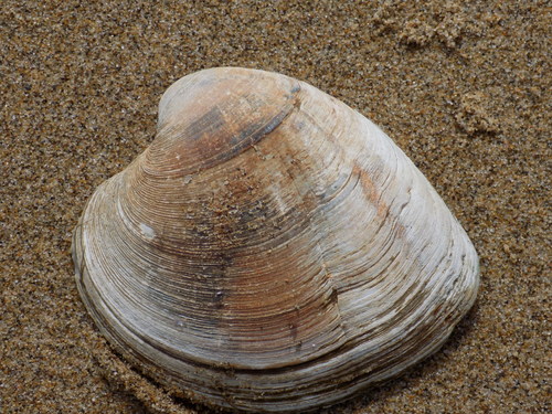 Northern Quahog