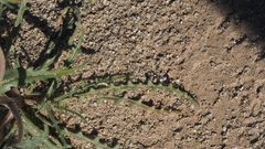 Mentzelia desertorum