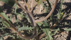 Mentzelia desertorum