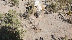 Mentzelia desertorum