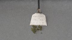 Mentzelia desertorum