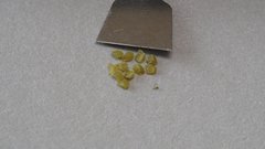 Mentzelia desertorum