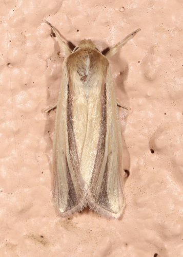 Pink Streak Moth photo 5