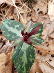 Trillium ludovicianum