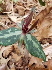 Trillium ludovicianum
