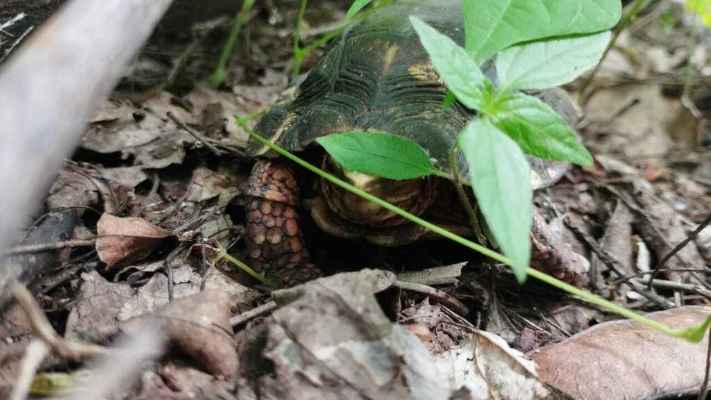 Mexican Spotted Terrapin from La Huacana, MX-MC, MX on September 5 ...