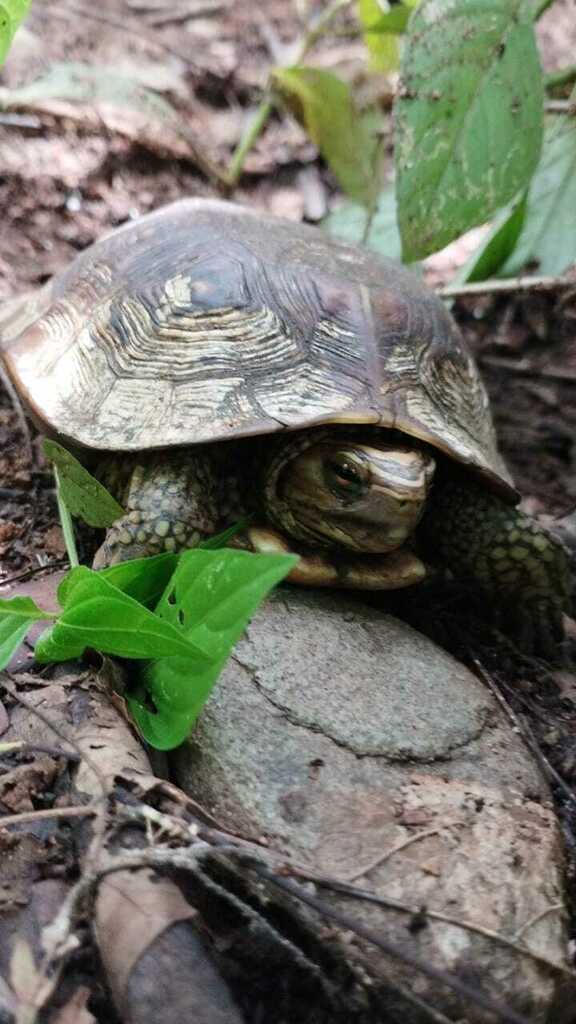 Mexican Spotted Terrapin From La Huacana, Mich., México On September 5 