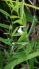 Evolvulus sericeus