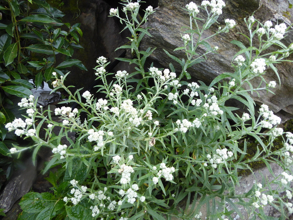Anaphalis busua