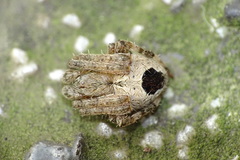 Neoscona scylla