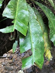 Asplenium serratum