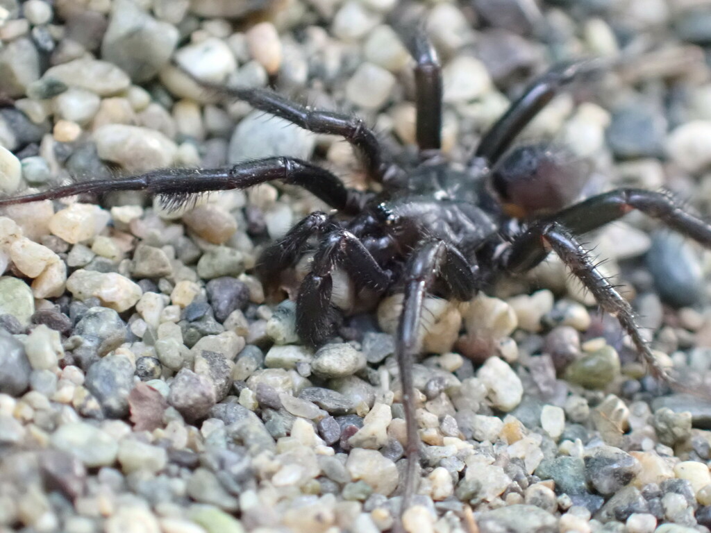 Common Foldingdoor Spider