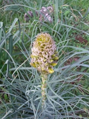 Asphodeline lutea