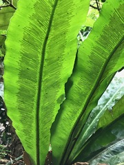 Asplenium serratum