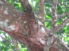 Phyllomyias zeledoni