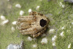 Neoscona scylla