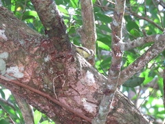 Phyllomyias zeledoni