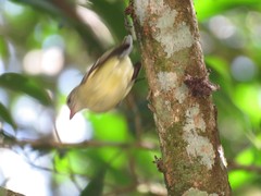 Phyllomyias zeledoni