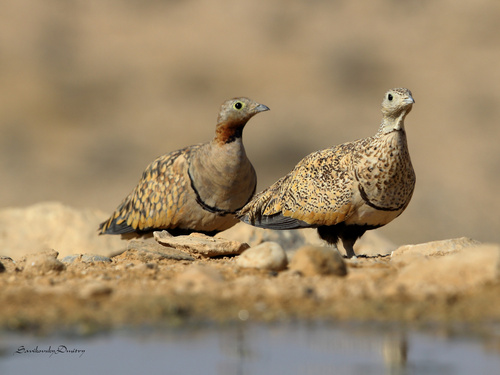 Black-bellied Sandgrouse, photo 4 of 7