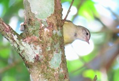 Phyllomyias zeledoni