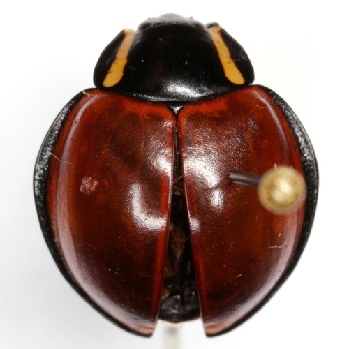 LeConte's Giant Lady Beetle